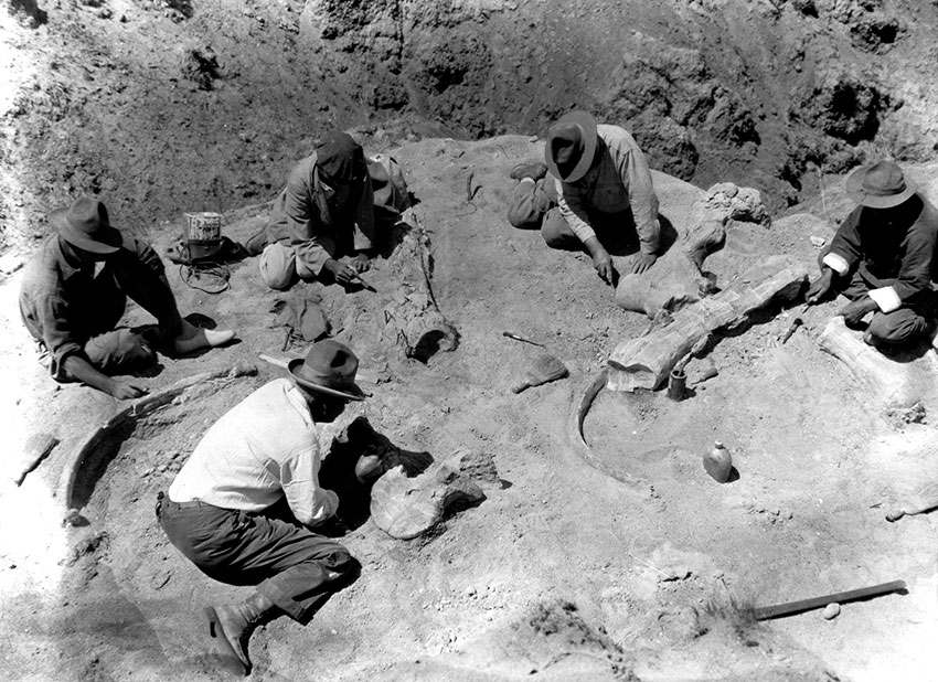 Archaeologists excavate dinosaur bones in a sandy pit, carefully uncovering fossils with tools in a historical black and white photograph.