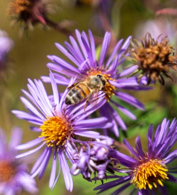 A bee gathers pollen from vibrant purple flowers, creating a lively scene in a natural setting.