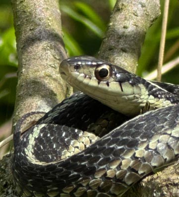 Close-up of a black and yellow snake resting on a branch, with focused eyes and textured scales, amidst green foliage.