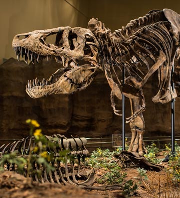 A t rex on display