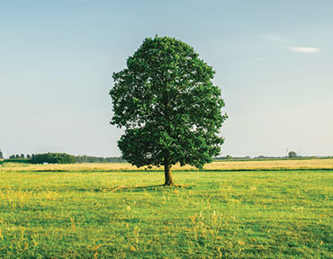 A single tree in an open field.