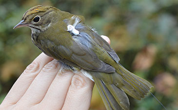 A bird fitted with an electronic tracker.