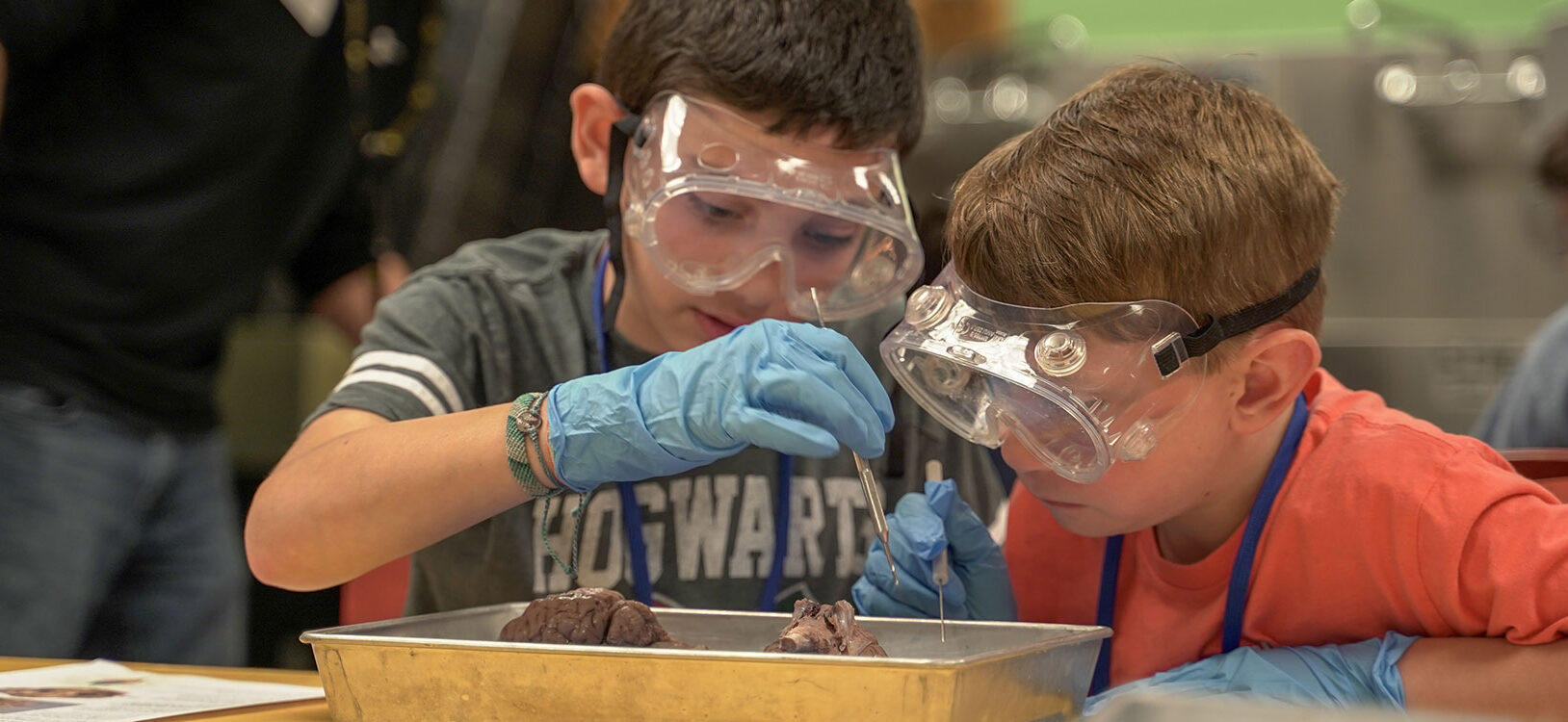 Two young boys dissect a sheep brain with the help of instructor.