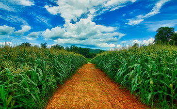 A path leading through a corn field with a blue sky in the horizon
