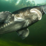 A large gray fish swimming upward