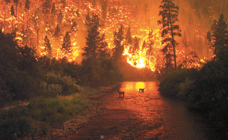 A photo of a wildfire, around a body of water. There are deer in the water and evergreen treens burning behind them.