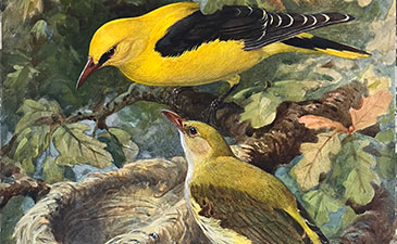 Painting of two colorful, yellow, birds, standing on branches around a nest.