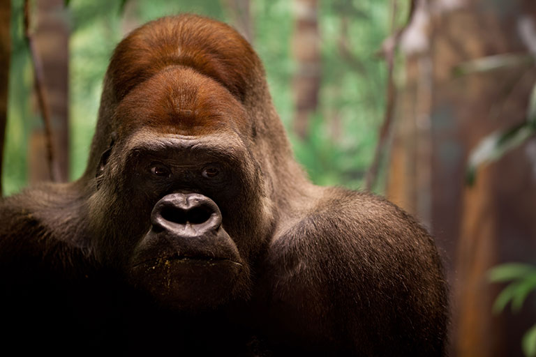 A large taxidermy gorilla named George