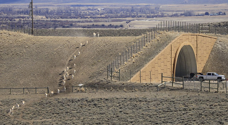 A group of pronghorns running across an bridge over a highway