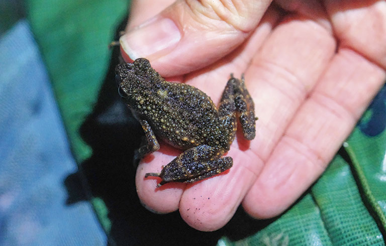 A small, textured frog sits in a person's hand, showcasing its dark coloration and distinct features against a blurred background.