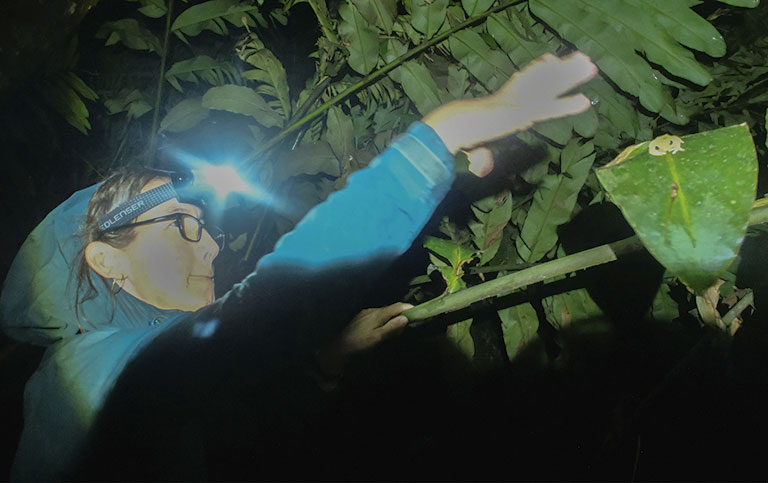A person in a blue jacket uses a headlamp to reaching for a frog on a green leaf in a dense, dark forest, surrounded by lush foliage.