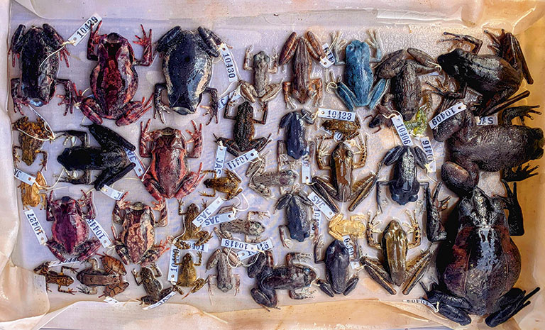 A collection of various frog species displayed on a tray, each labeled with tags for identification.
