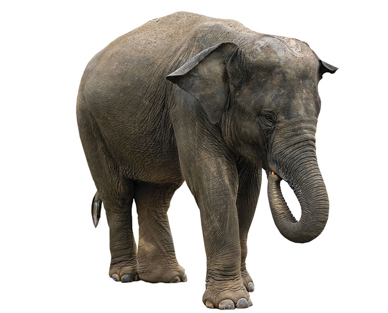 A solitary elephant stands majestically, showcasing its large ears, textured skin, and curly trunk against a white background.