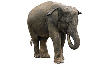 A solitary elephant stands majestically, showcasing its large ears, textured skin, and curly trunk against a white background.