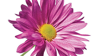 A pink flower