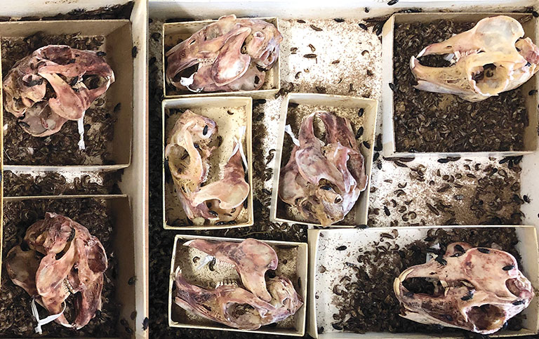 Flesh eating beetles cleaning the skulls of rabbits.