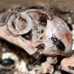 flesh-eating beetles crawling on the skeletal remains of a pidgeon.