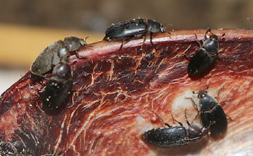 flesh-eating beetles strip an animal carcass to the bone.