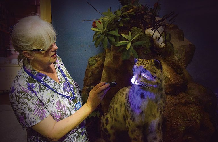 A conservator inspecting a specimen from the collection.