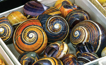 A collection of colorful snail shells