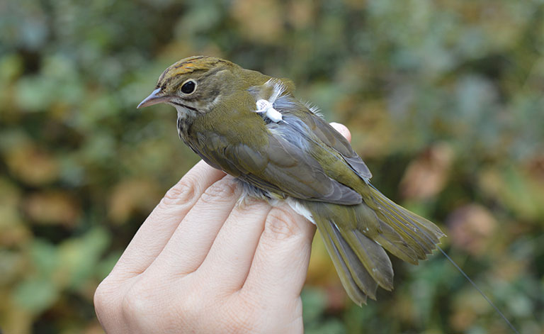 A bird sitting on the hand of a man. THe bird is wearing a tiny tracking device on his back.