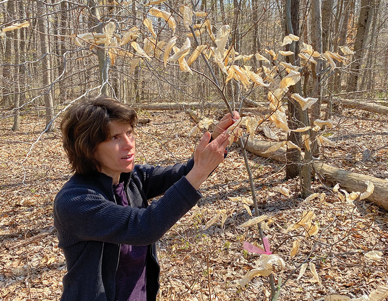 A woman studying the leaves on a tree