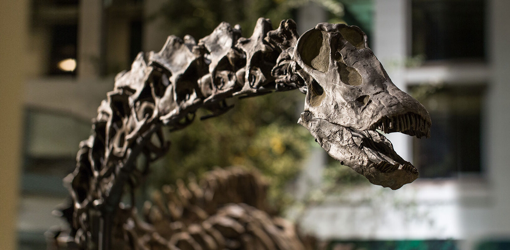 A photo of Dippy the dinosaur in the museum.