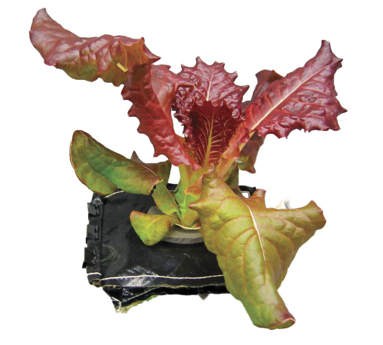 A vibrant red-leafed lettuce plant is growing in a black pot, showcasing large, ruffled leaves and a healthy green center.