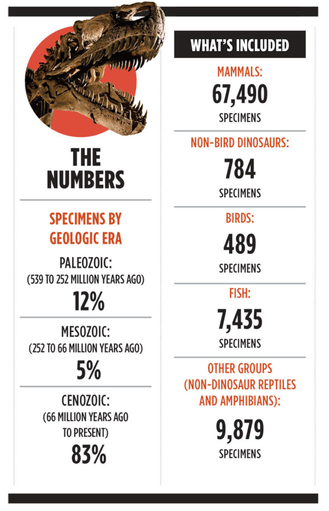 Infographic detailing fossil specimens by category: mammals, non-bird dinosaurs, birds, fish, and other groups across geologic eras.