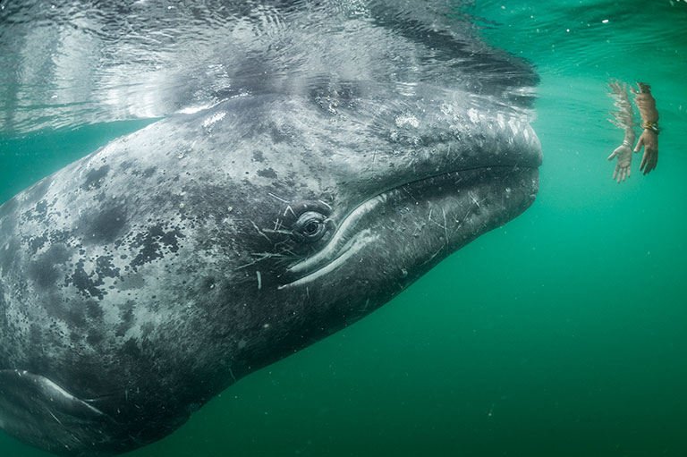 A gray whale near the surface of the water looking at a pair of hands that are submerged in the water.