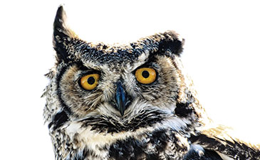 A great horned Owl.