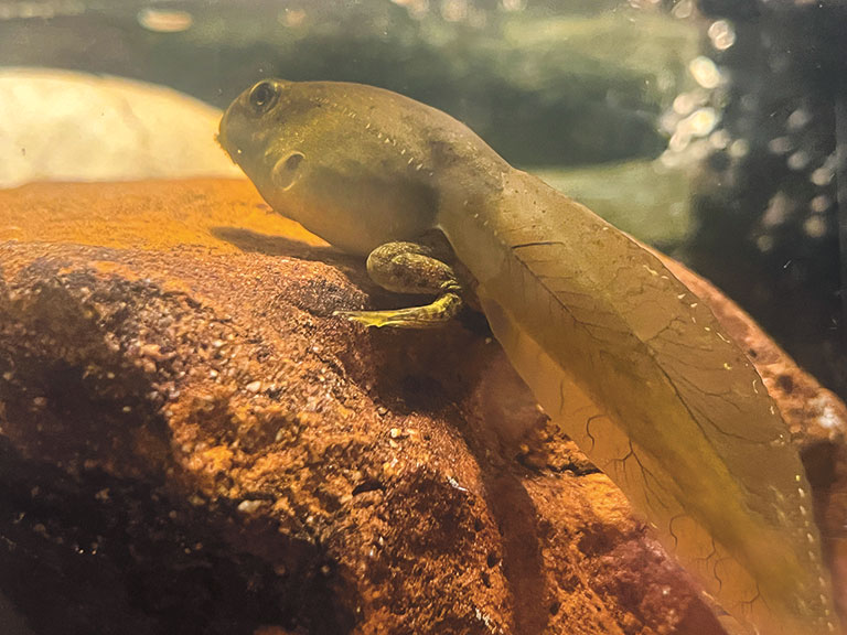 A close-up view of a tadpole resting on a rock underwater, showcasing its developing limbs and translucent tail.
