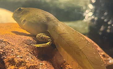 A close-up view of a tadpole resting on a rock underwater, showcasing its developing limbs and translucent tail.