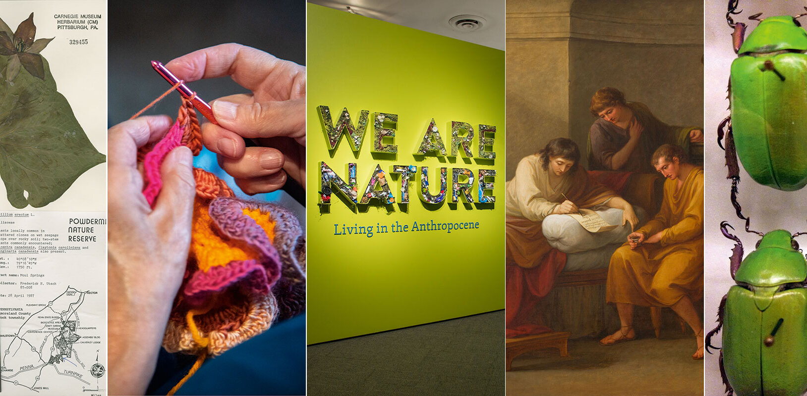 A collage featuring botanical illustrations, knitting hands, a nature-themed exhibit, a classical painting, and vibrant beetles.